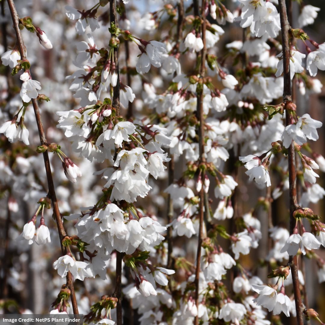 Cherry Blossom – Snow Fountain Weeping – 4ft – #15 Container